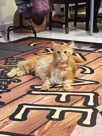 49542292_10215641460964135_7359307280648503296_n