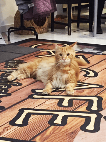 49542292_10215641460964135_7359307280648503296_n